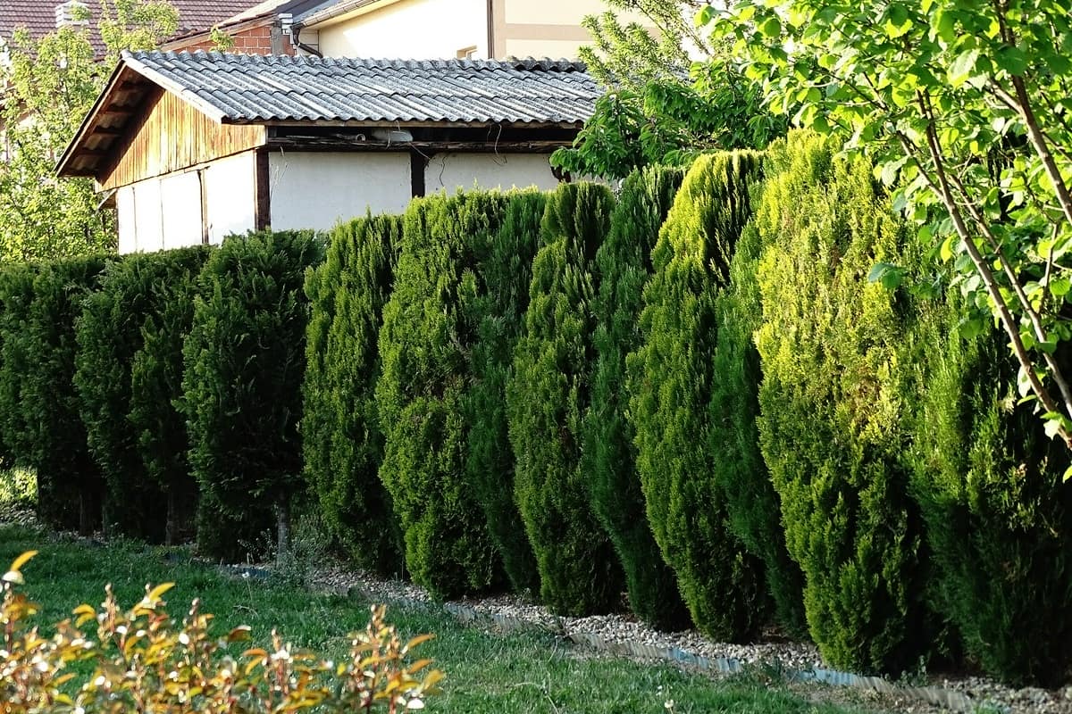 Tuja Brabant – idealna roślina do Twojego ogrodu