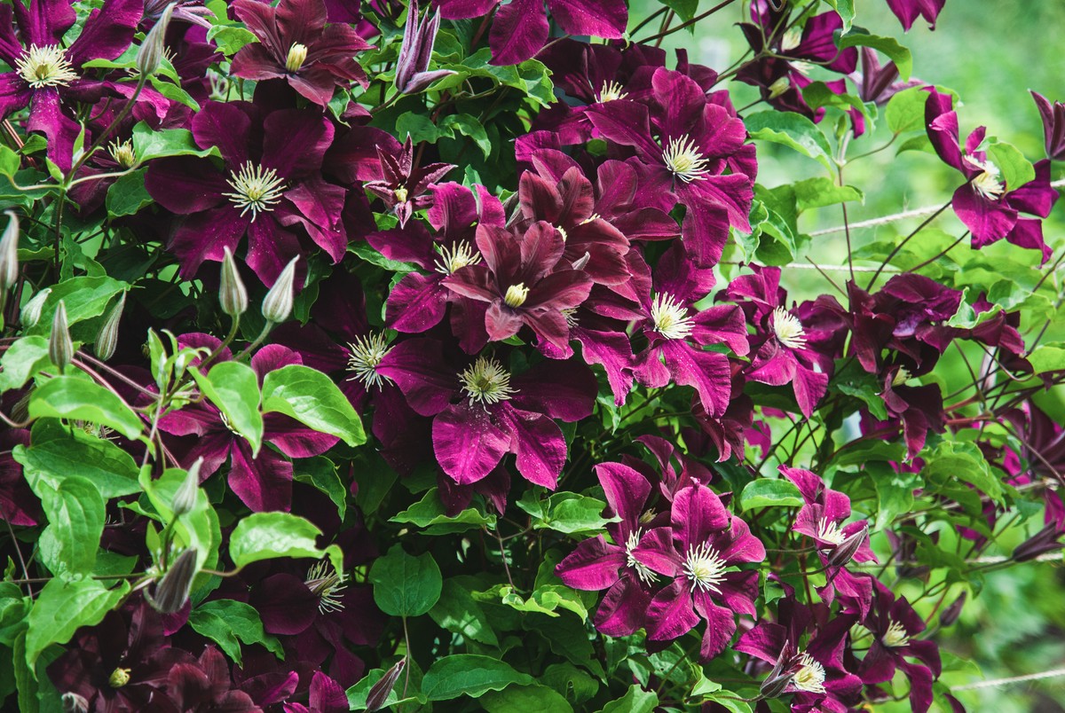 Clematis w donicach - czy to możliwe?