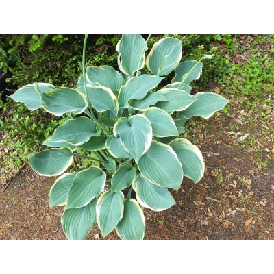 Funkia hosta, Regal Splendor