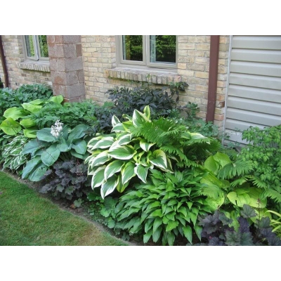 Funkia hosta, Regal Splendor