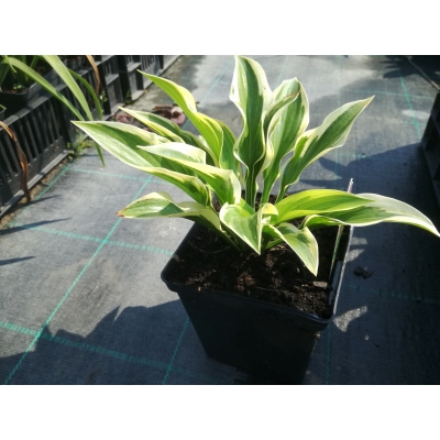Funkia, hosta Queen Josephine
