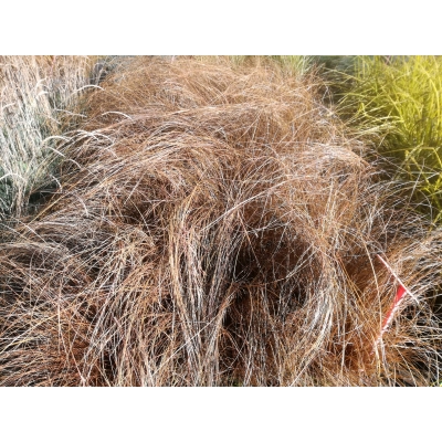 Trawa biczykowata Carex Bronita