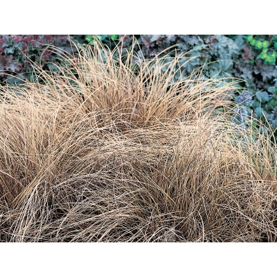 Trawa biczykowata Carex Bronita