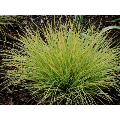 Trawa Golden Taupee