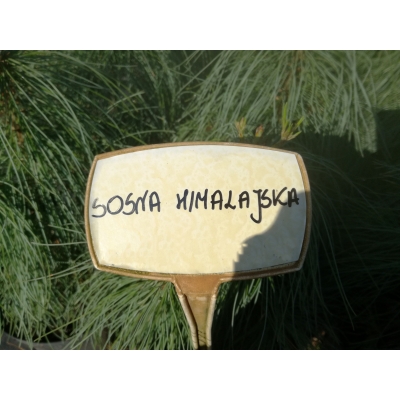 Sosna Himalajska