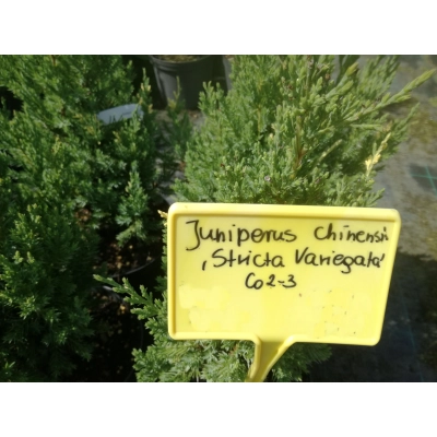 Jałowiec chiński 'juniperus' Stricta Variegata