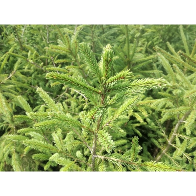 Świerk pospolity 'Picea' Abies