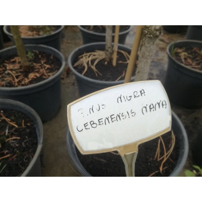 Sosna czarna 'pinus nigra cebenesis'