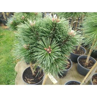 Sosna czarna Pinus nigra Moran