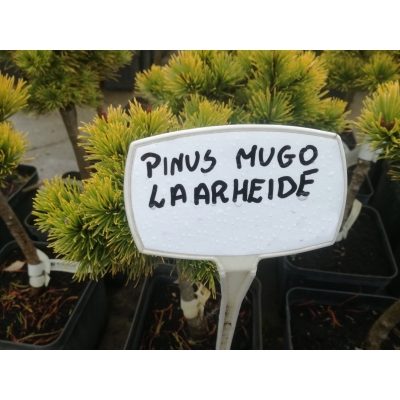 Sosna kosodrzewina szczepiona na pniu Pinus mugo Larheide