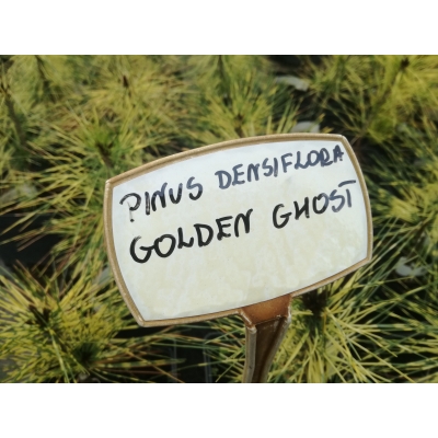 Sosna gęstokwiatowa szczepiona na pniu Pinus Golden Ghost