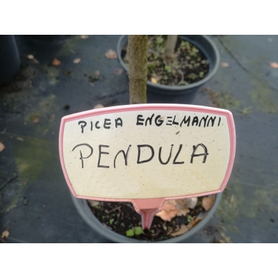 Świerk engelmana Picea engelmani Pendula