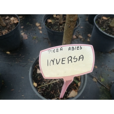 Świerk pospolity Picea abies Inversa
