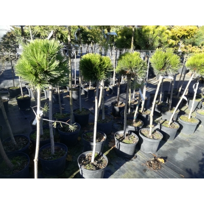 Sosna kosodrzewina szczepiona na pniu ‘Pinus mugo Ophir’