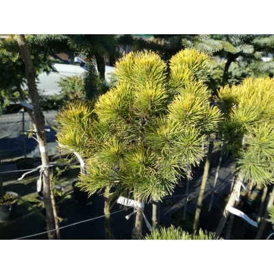 Sosna górska szczepiona na pniu ‘Pinus mugo Carsten’