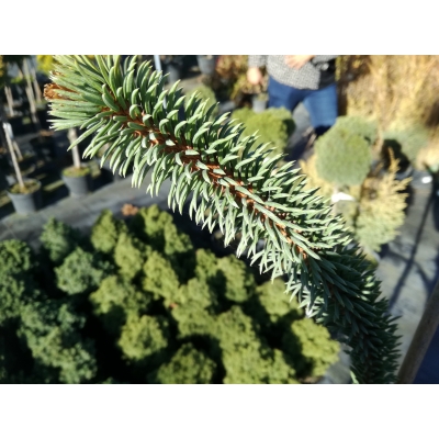 Świerk pospolity ‘Picea abies Virgata’ inaczej świerk wężowy