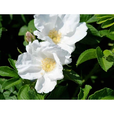 Róża pomarszczona Alba biała