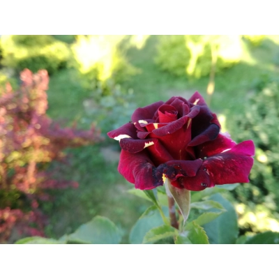 Róża na pniu Bordowa Centkowana