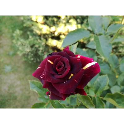 Róża na pniu Bordowa Centkowana