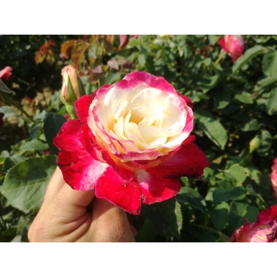 Róża na pniu Biało-czerwona