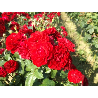 Róża na pniu Czerwona Wielkokwiatowa
