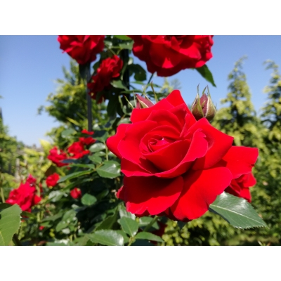 Róża pnąca czerwona pergolowa - pełna