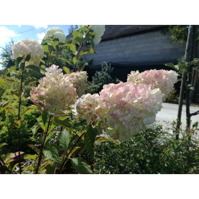 Hortensja bukietowa biało-różowa