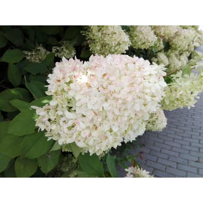 Hortensja bukietowa ściana białych kwiatów