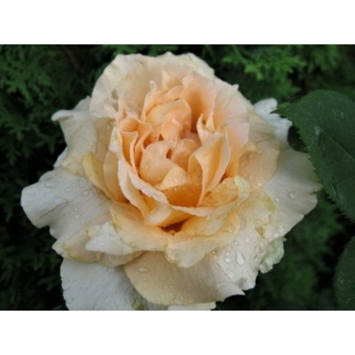 Róża wielkokwiatowa Casanova