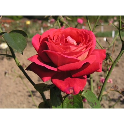 Róża wielkokwiatowa Bicolette