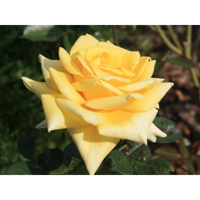 Róża wielkokwiatowa Bolero
