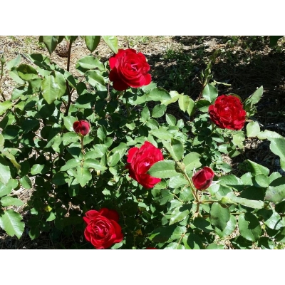 Róża wielkokwiatowa Cygne Noir