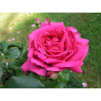 Róża wielkokwiatowa Criterion