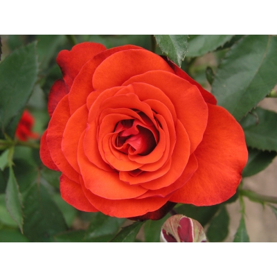 Róża wielkokwiatowa Red Queen