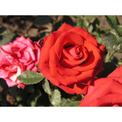 Róża wielkokwiatowa Red Queen