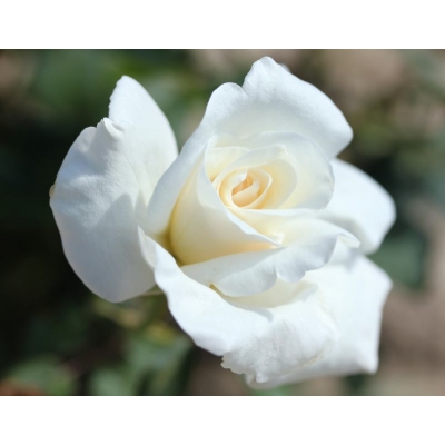 Róża wielkokwiatowa Virgo