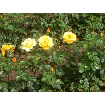 Róża wielkokwiatowa Artur