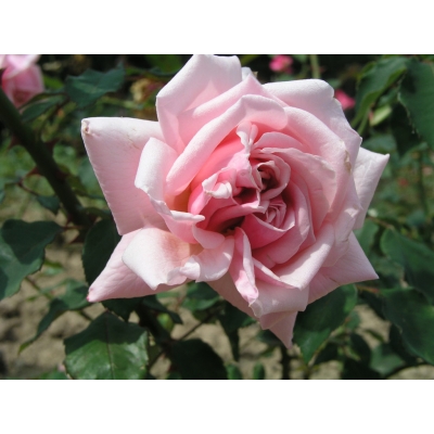 Róża wielkokwiatowa Karolina