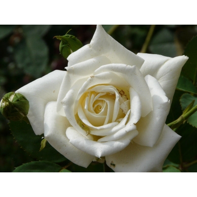 Róża wielkokwiatowa Polar