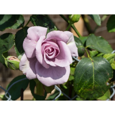 Róża pnąca Indigolette