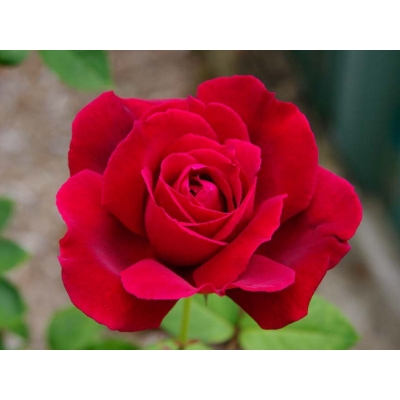 Róża pnąca Muszimara