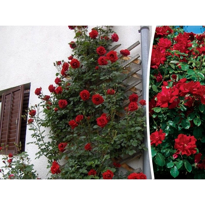 Róża pnąca Don Juan