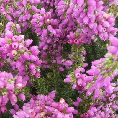 Wrzosiec bagienny 'erica tetralix' Gopden pink