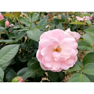 Róża Pienna Różowa Jasna