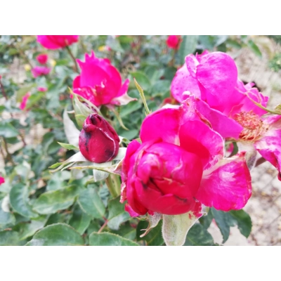 Róża Pienna Ciemny róż Piwoniowa