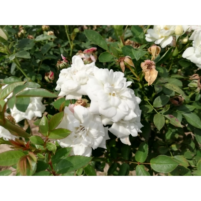Róża Pienna Biała Miniaturka
