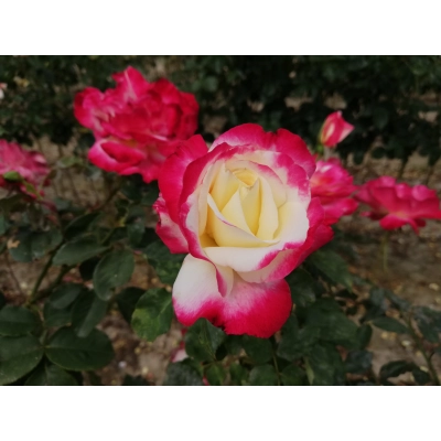 Róża Pienna Bordowo-żółta Dwukolorowa