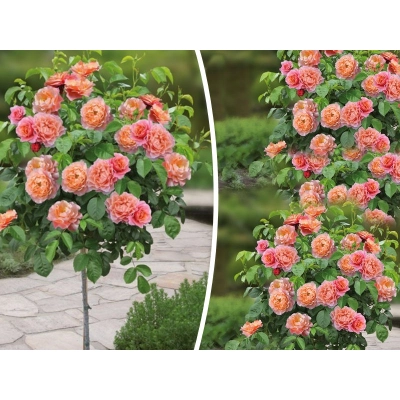 Róża Pienna Pomarańczowa