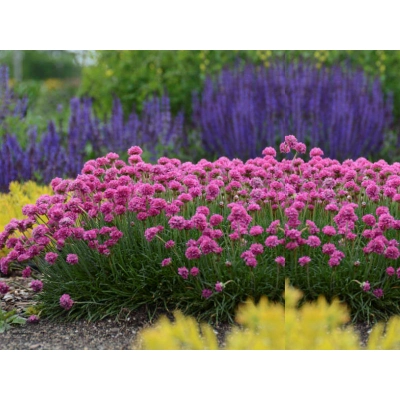 Zawciąg 'Armeria maritima'