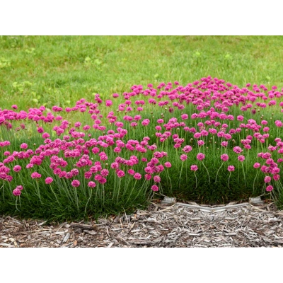 Zawciąg 'Armeria maritima'